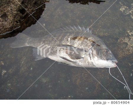 磯釣り・岩場タイドプールを背景にクロダイ（チヌ）釣果の写真素材