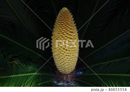 ソテツの雄花 80655558