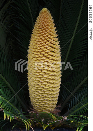 ソテツの雄花 80655564