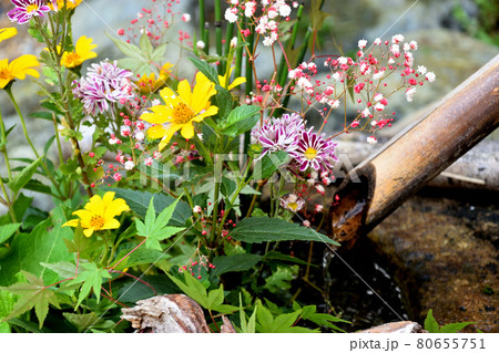 可愛らしい草花の花手水 80655751