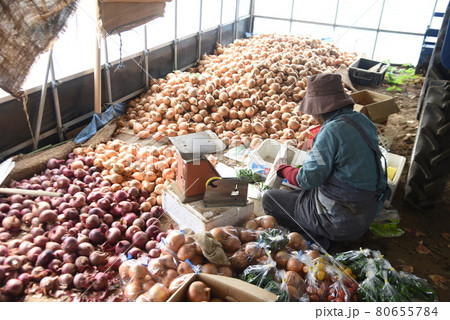 農作業風景・野菜の収穫 80655784