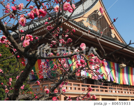 京都智積院の梅景色 80655933