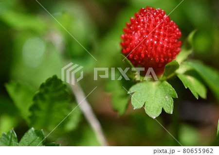 ヤブヘビイチゴの真っ赤な実と対照的な緑の葉 ヤブヘビイチゴの真っ赤な実と対照的な緑の葉 80655962