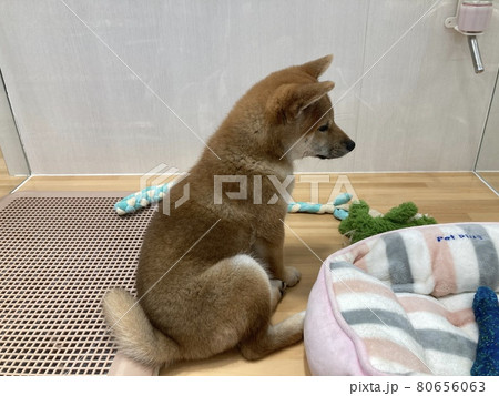 生後3ヶ月の芝犬の赤ちゃんです。 生後3ヶ月の芝犬の赤ちゃんです。 80656063