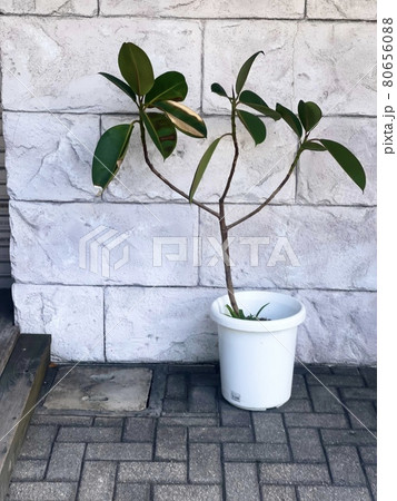 レンガ造りのお店入口に置かれている観葉植物 80656088