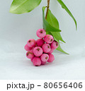 Lilly Pilly Called Riberry 80656406