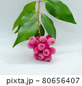 Lilly Pilly called Riberry 80656407