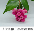 Lilly Pilly called Riberry 80656460
