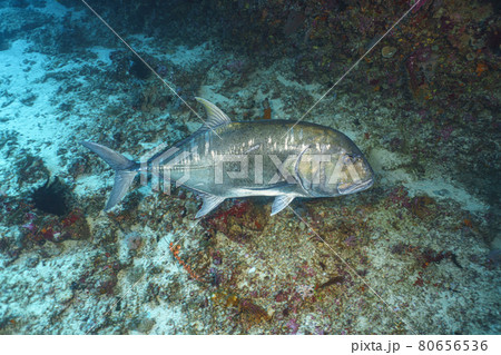 ロウニンアジ ロウニンアジ 80656536