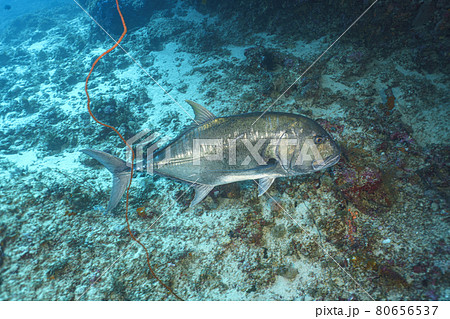 ロウニンアジ ロウニンアジ 80656537