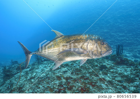 ロウニンアジ ロウニンアジ 80656539