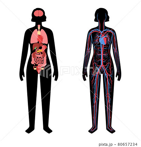Circulatory system concept Circulatory system concept 80657234