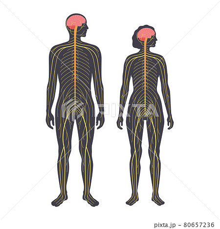 Human nervous system 80657236