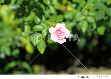 バラの花 ボニカ82 バラの花 ボニカ82 80657277