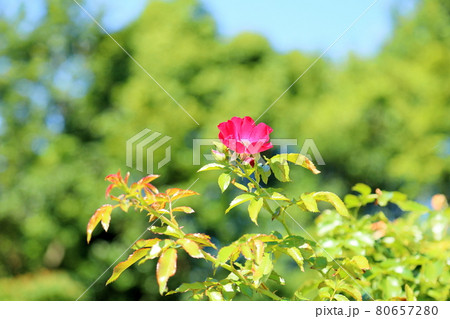 バラの花 ドルトムント バラの花 ドルトムント 80657280