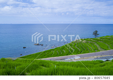 能登・白米千枚田 能登・白米千枚田 80657685