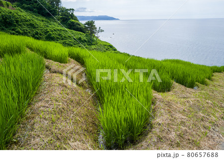 能登・白米千枚田 能登・白米千枚田 80657688