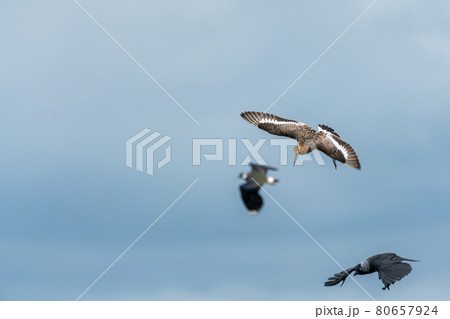 black tailed godwit black tailed godwit 80657924