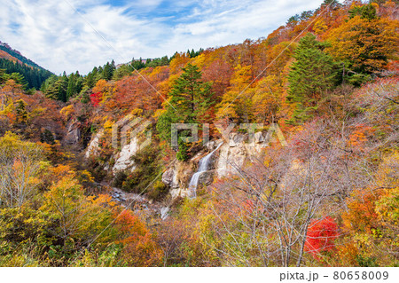 山形面白山高原の秋 紅葉の面白山紅葉川渓谷 山形面白山高原の秋 紅葉の面白山紅葉川渓谷 80658009