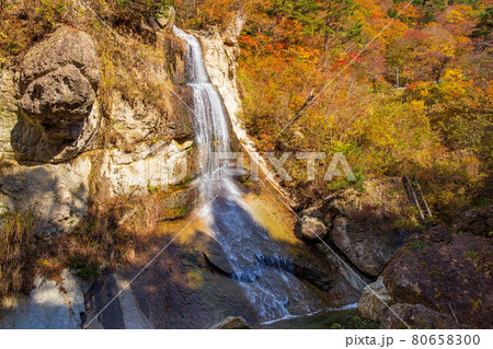 山形面白山高原の秋　紅葉の面白山紅葉川渓谷　藤花の滝 80658300