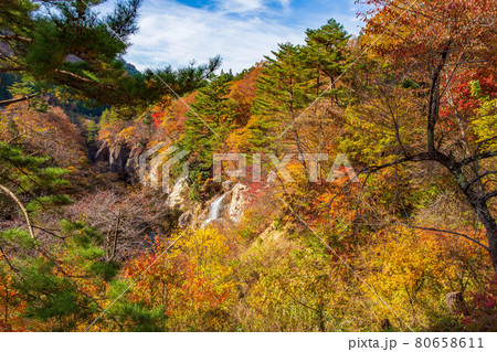 山形面白山高原の秋　紅葉の面白山紅葉川渓谷 80658611