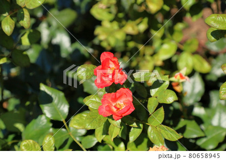 バラの花 プリンセスミチコ バラの花 プリンセスミチコ 80658945