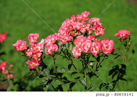 バラの花 花霞 バラの花 花霞 80659141