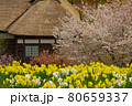 かやぶき屋根と水仙と桜 80659337