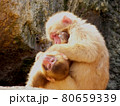 毛づくろいするサルの親子 80659339