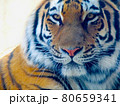 虎の顔 80659341