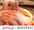 フラミンゴ 80659342