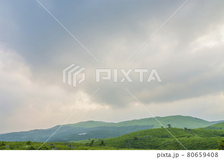 草原　カルスト台地　 秋吉台　夏　国定公園 　山口県  80659408