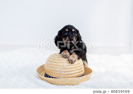 仔犬　カニンヘンダックスフンド ブラックイエロー 80659599