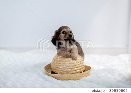 仔犬 カニンヘンダックスフンド 仔犬 カニンヘンダックスフンド 80659605