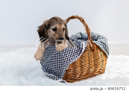 仔犬　カニンヘンダックスフンド 80659752