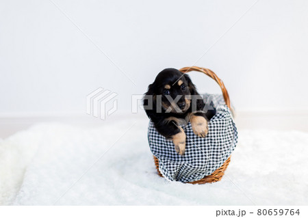 仔犬 カニンヘンダックスフンド ブラックイエロー 仔犬 カニンヘンダックスフンド ブラックイエロー 80659764