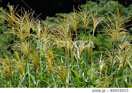 夏に花穂を出したススキ-国道252号田子倉休憩所 福島県只見町 夏に花穂を出したススキ-国道252号田子倉休憩所 福島県只見町 80659925