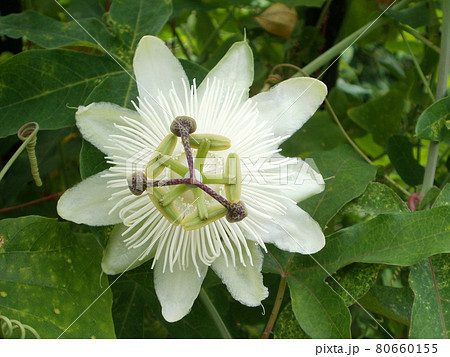 白い時計草 80660155