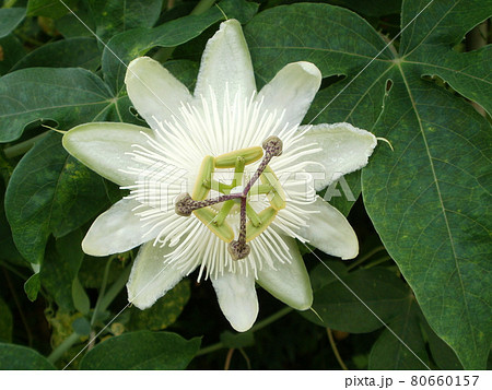 白い時計草 白い時計草 80660157