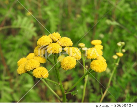 キク科の多年草「タンジー」 80660407