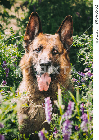 Alsatian Wolf Dog Sitting In Green Summer Meadow Grass With Purple Blooming Flowers. Brown German Shepherd Dog Close Up Portrait 80660502