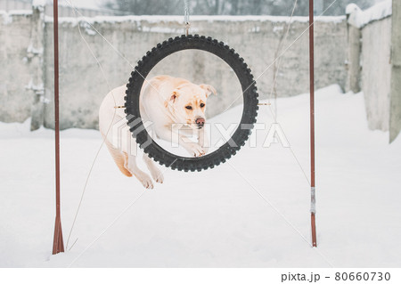 White Labrador Dog Training Outside At Winter Season. Dog Jumping Through Circle Wheel In Snow During Agility Dog Training At Winter Season 80660730