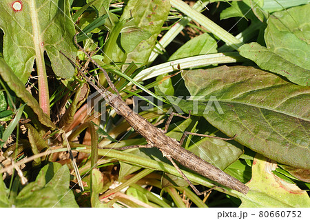 トゲナナフシ 80660752