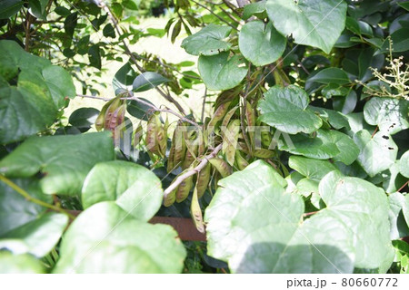 ハナズオウの花と実 ハナズオウの花と実 80660772