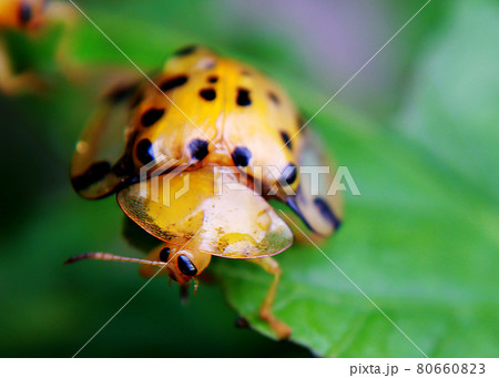 バグ 昆虫 苦悩 80660823
