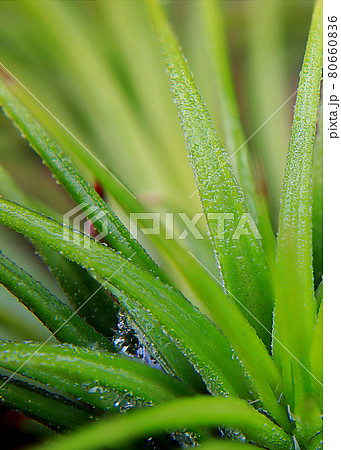 緑色 緑 グリーン 80660836