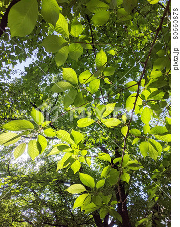 早朝の木々の間から漏れる柔らかな木漏れ日 早朝の木々の間から漏れる柔らかな木漏れ日 80660878