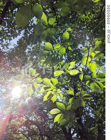 早朝の木々の間から漏れる柔らかな木漏れ日 早朝の木々の間から漏れる柔らかな木漏れ日 80660880