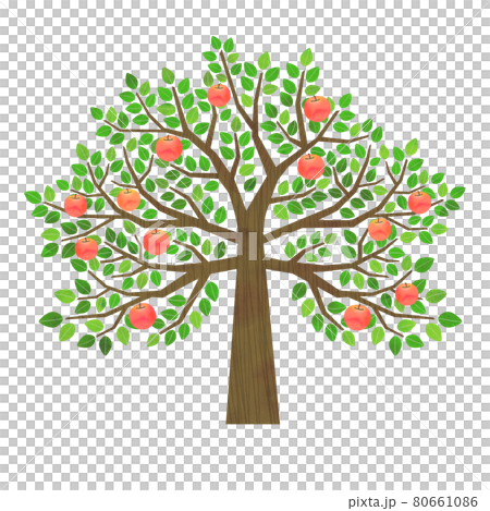 りんごの木 りんごの木 80661086