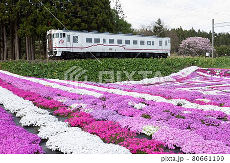 芝桜と列車　道南いさりび鉄道札苅にて 80661199
